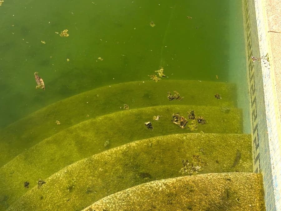 Verschmutzte Pooltreppe und grünes Wasser vor der Reinigung